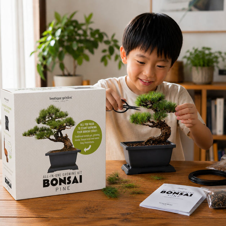 Japanese Pine Bonsai Growing Kit by Boutique Garden