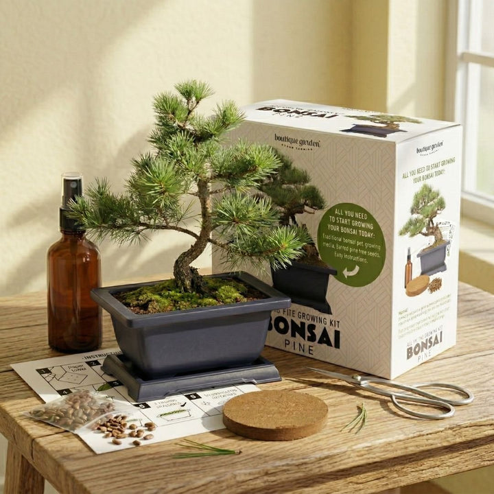 Japanese Pine Bonsai Growing Kit by Boutique Garden