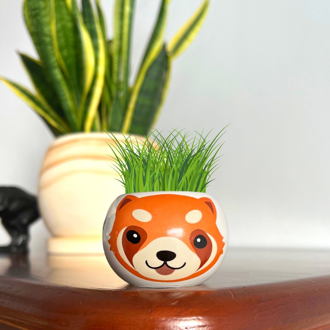 Grow Your Own Red Panda by Boutique Garden - LOVINGLY SIGNED (HK)